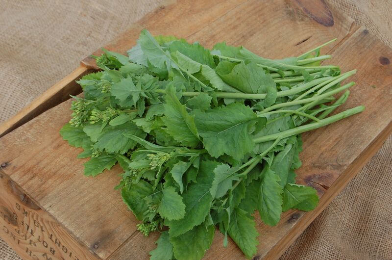 Organic Spring Raab Broccoli Raab, Brassica rapa var ruvo